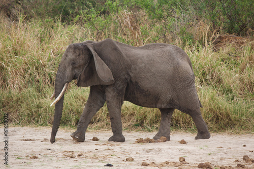 An Old African Elephant in Tanzania