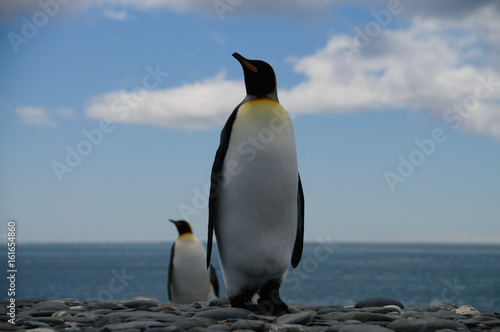 King Penguins on Salisbury plains