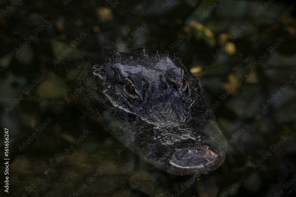 Fototapeta premium Alligator Swimming, Big Cypress National Preserve, Florida