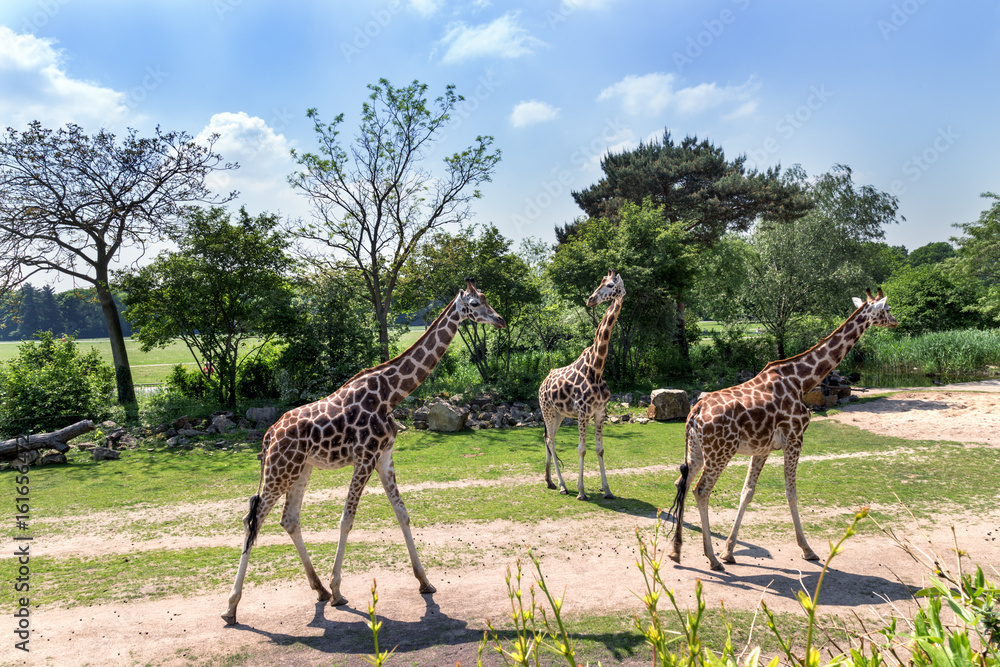 Fototapeta premium family of giraffes with a baby