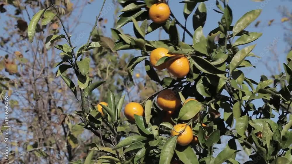 Orange mandarins grow on a tree, green leaves, wind swaying Orange mandarins grow on a tree, green leaves, wind swaying