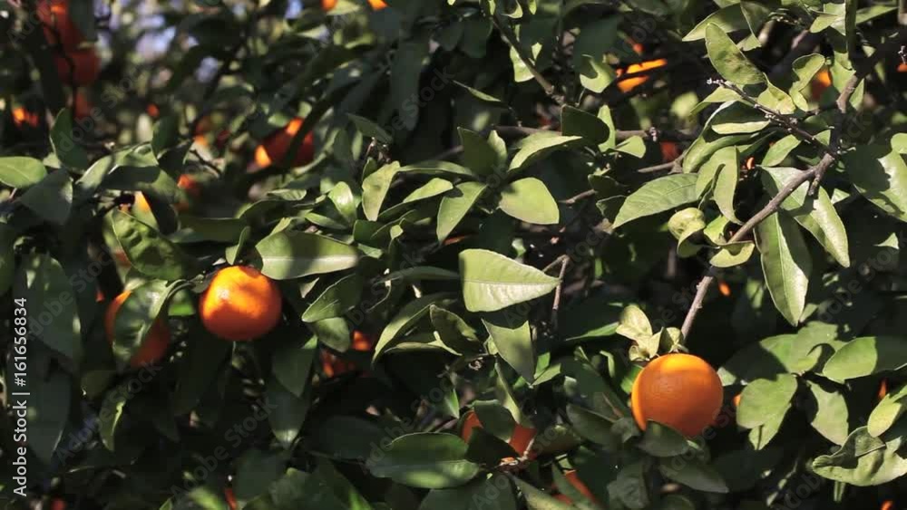 Orange mandarins grow on a tree, green leaves, wind swaying Orange mandarins grow on a tree, green leaves, wind swaying