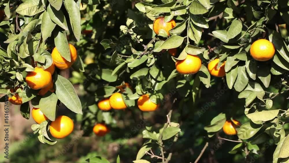 Orange mandarins grow on a tree, green leaves, wind swaying Orange mandarins grow on a tree, green leaves, wind swaying