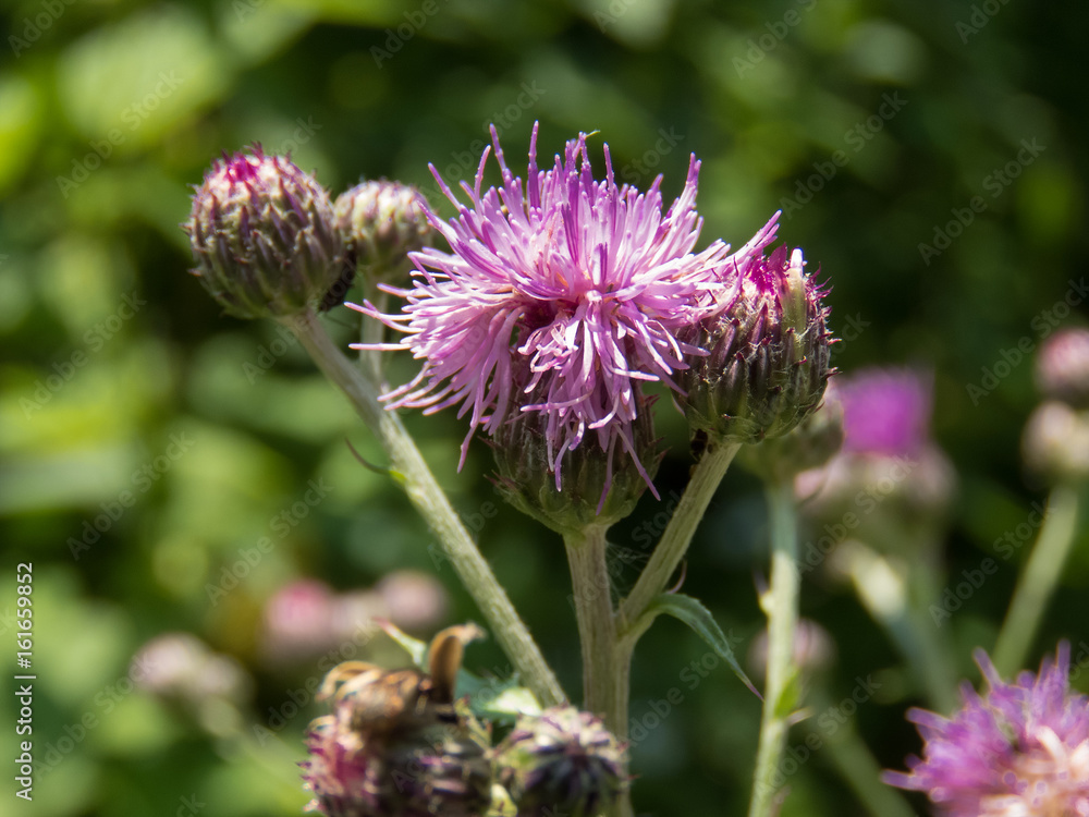 Distelblüten Distelblüten