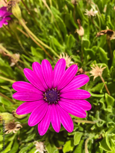 Large vibrant pink flower