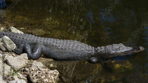 Alligator Resting in the Water, Sleeping, Big Cypress National Preserve, Florida