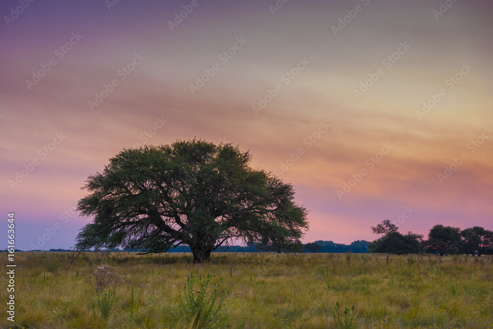 Pampas Landscape