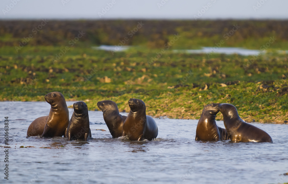 Fototapeta premium Sea Lion baby
