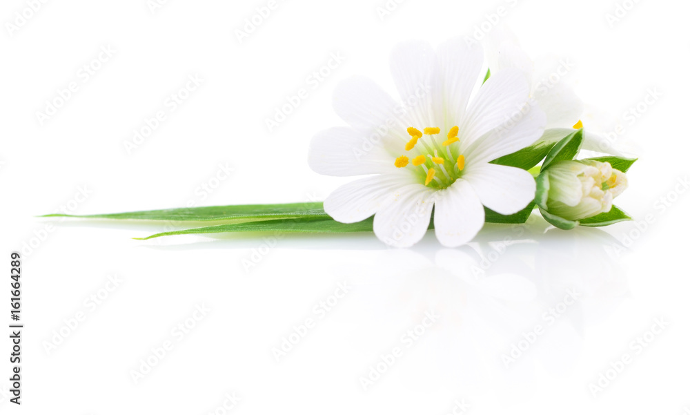 Fototapeta Dwa białe kwiaty.