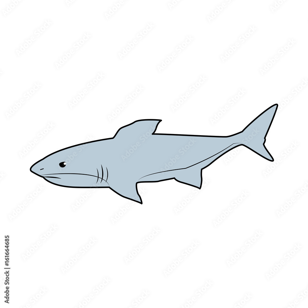 Fototapeta premium shark marine wild life nature animal vector illustration