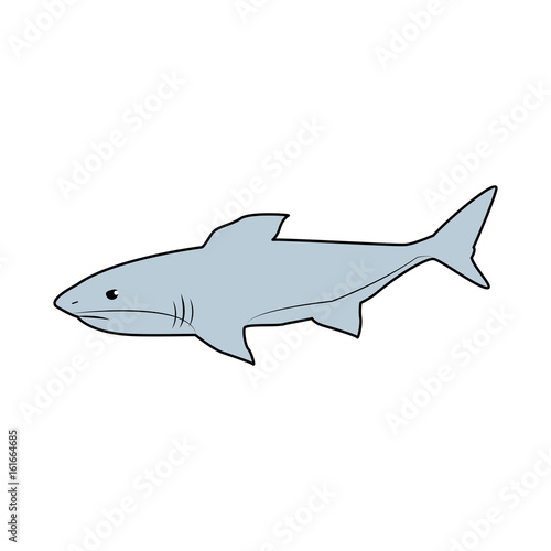 shark marine wild life nature animal vector illustration