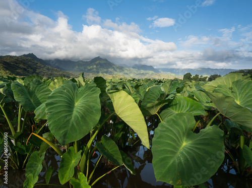 Taro plants in Hanalei Valley in Kauai photo
