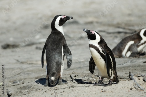 Couple of penguins at Cape Peninsula