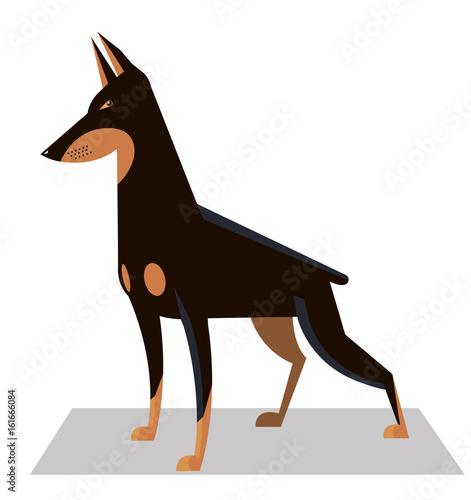 Doberman in a classic position
