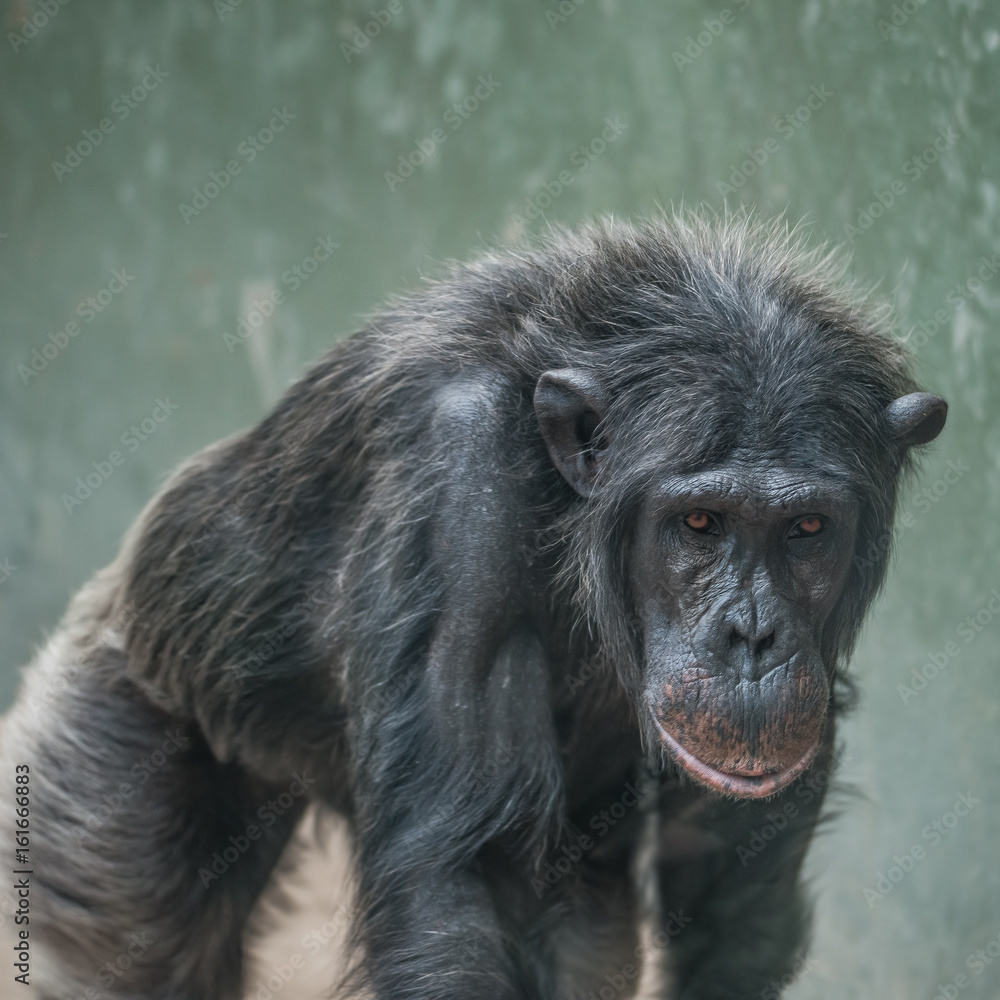 Chimpanzee portrait close up at open resort