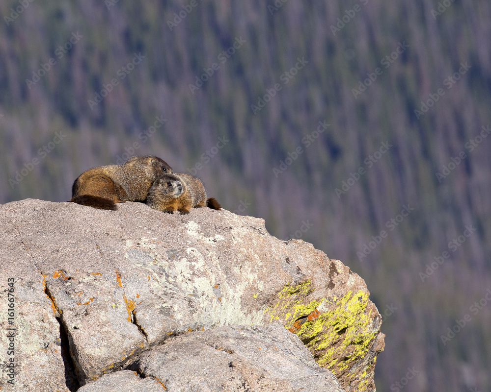 Alpine Marmot - Rocky Mountains National Park, Colorado Alpine Marmot - Rocky Mountains National Park, Colorado