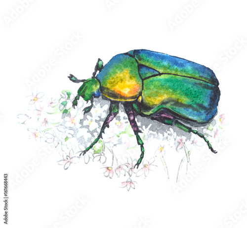 Rose chafer (cetonia aurata)with white flowers. Watercolor illustration on white background