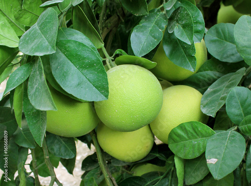 Large green grapefruits on a tree in the garden