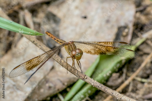 Dragonfly © erika_mondlova