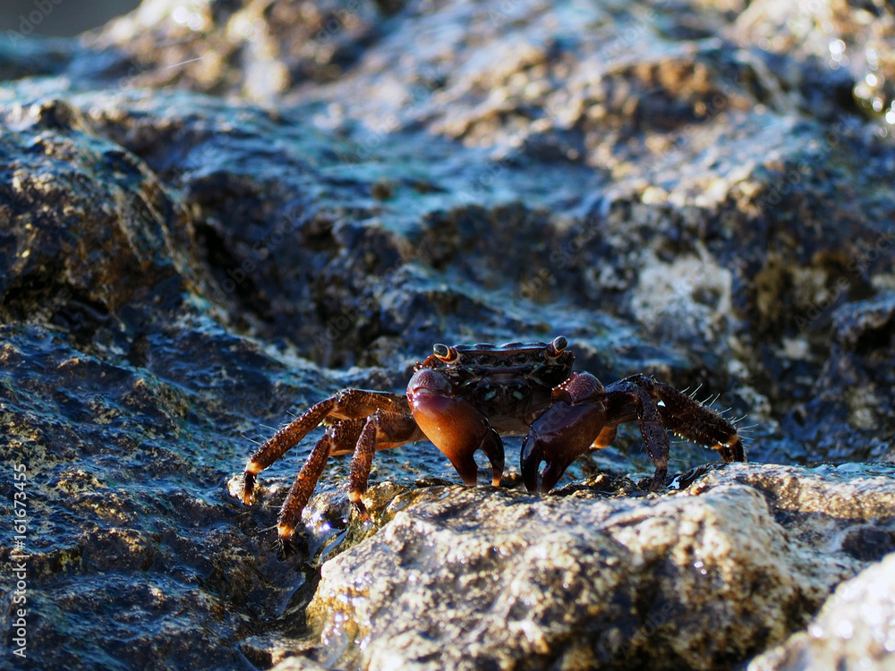 Crab on wet stones in the rays of the setting sun, marine background. Brachyura Crab on wet stones in the rays of the setting sun, marine background. Brachyura