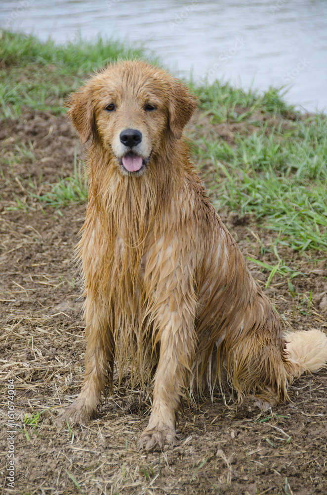 Obraz premium Portrait of a Wet Golden Retriever