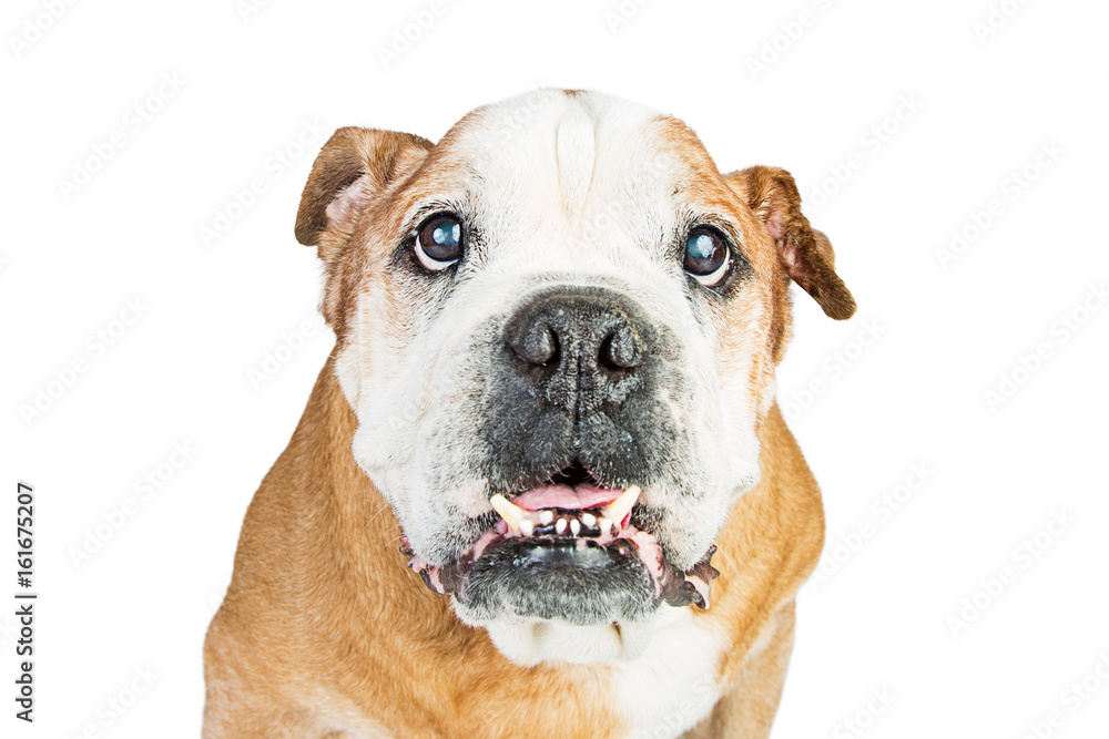 Attentive Bulldog Dog Ears Back