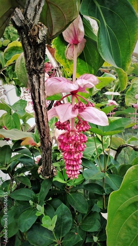 Gardens by the Bay. Blumen und Pflanzen. Singapur