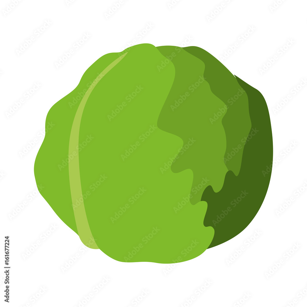 Fresh lettuce vegetable icon vector illustration graphic design Fresh lettuce vegetable icon vector illustration graphic design