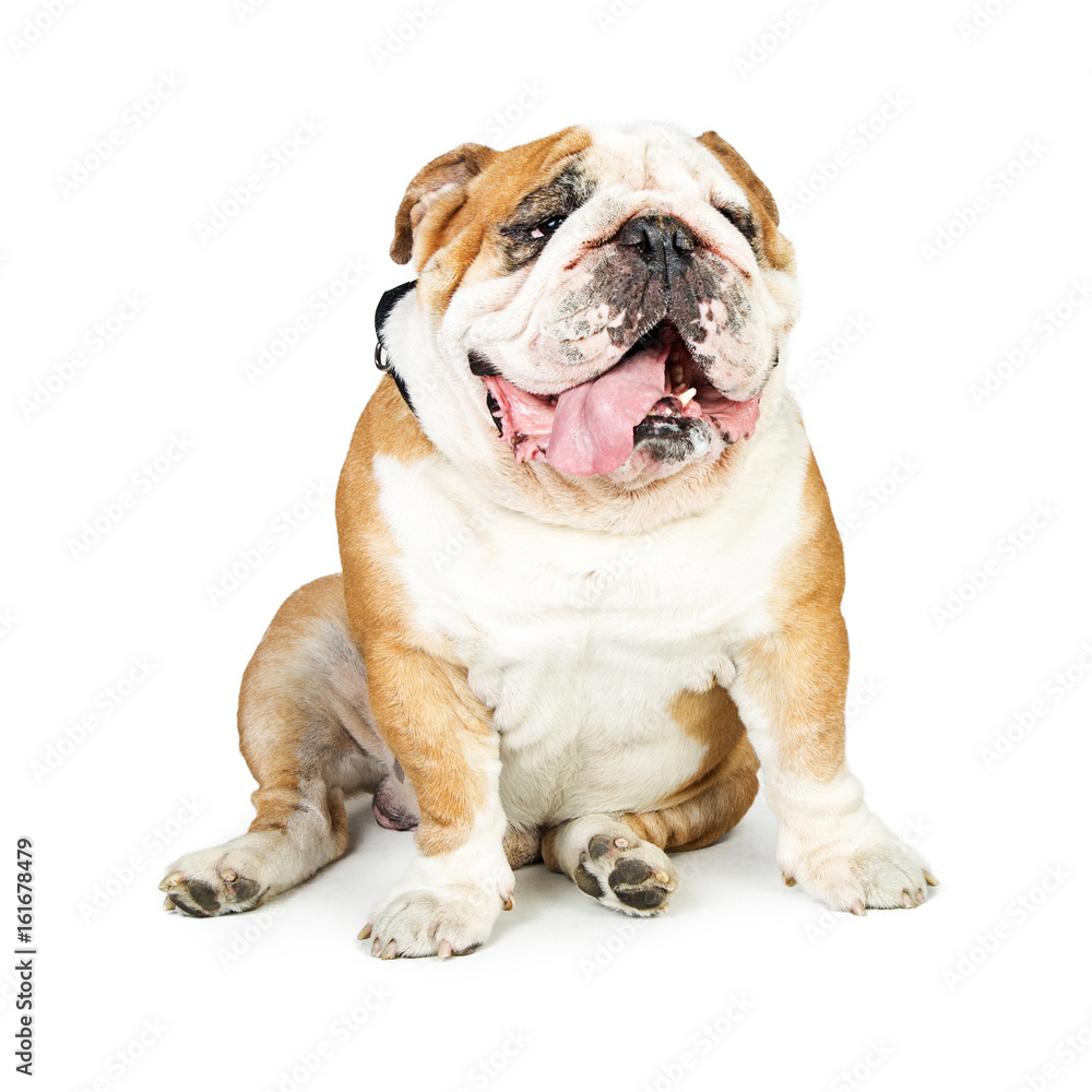 Cute English Bulldog Sitting Tongue Out