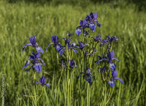Fototapeta Naklejka Na Ścianę i Meble -  Iris sibirica in green grass