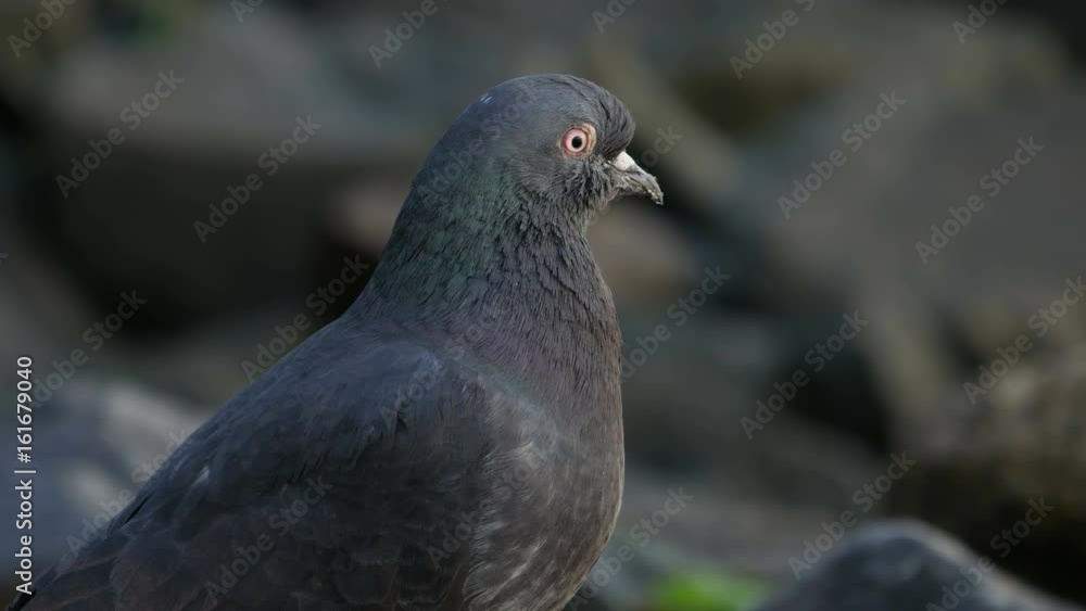 Pigeon eating at Rock near the River Macro Pigeon eating at Rock near the River Macro