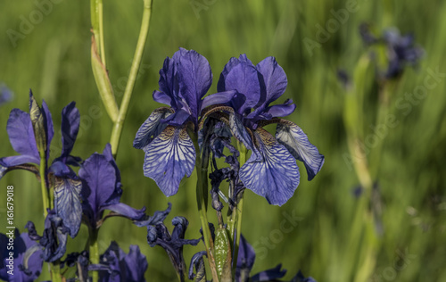Fototapeta Naklejka Na Ścianę i Meble -  Iris sibirica in green grass