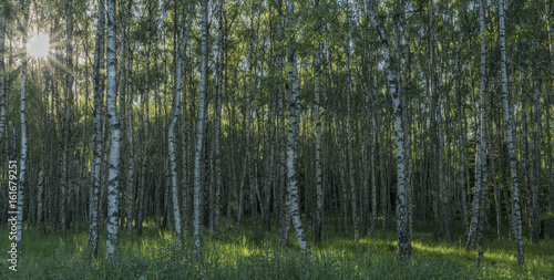 Birch tree forest in sunny spring evening