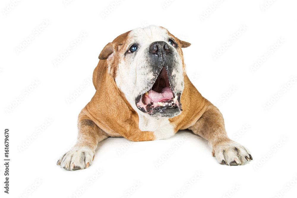 Funny Bulldog Lying Down and Yawning