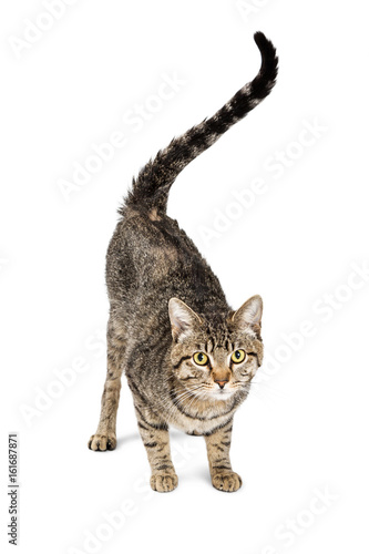 Tabby Cat Black and Tan With Tail in Air