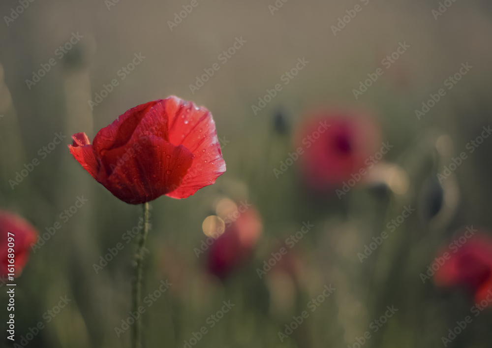 Obraz premium Red Poppies
