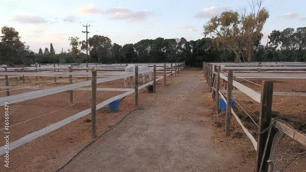 Paddocks with horses outdoors Paddocks with horses outdoors