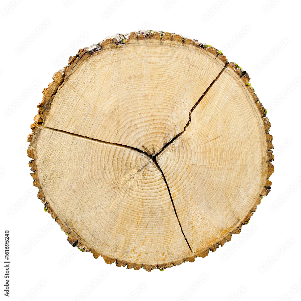 Smooth cross section of brown tree stump slice. Annual rings on large piece of wood cut fresh from the forest with cracks and grain isolated on white. Smooth cross section of brown tree stump slice. Annual rings on large piece of wood cut fresh from the forest with cracks and grain isolated on white.