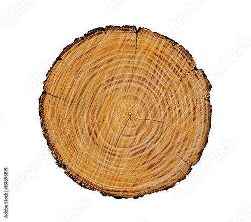 Smooth cross section of brown tree stump slice. Annual rings on large piece of wood cut fresh from the forest with cracks and grain isolated on white.