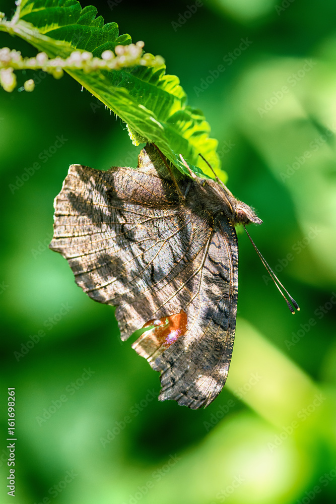 Naklejka premium Butterfly on the leaf