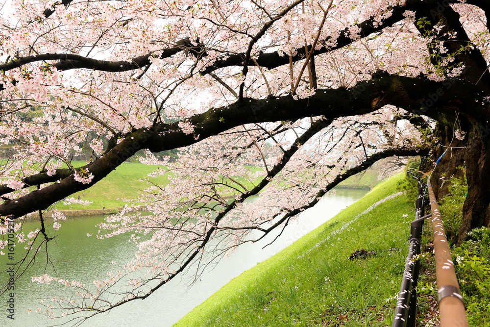 Cherry Blossom at Chiyoda Sakura Festival Tokyo, Japan. The Festival is held each year between late March and early April along the 700-meter-long Chidorigafuchi-ryokudo Walkway. Cherry Blossom at Chiyoda Sakura Festival Tokyo, Japan. The Festival is held each year between late March and early April along the 700-meter-long Chidorigafuchi-ryokudo Walkway.