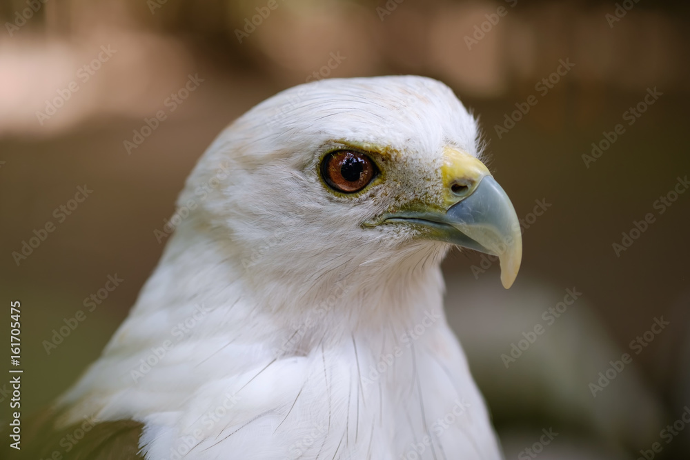 Obraz premium White head falcon
