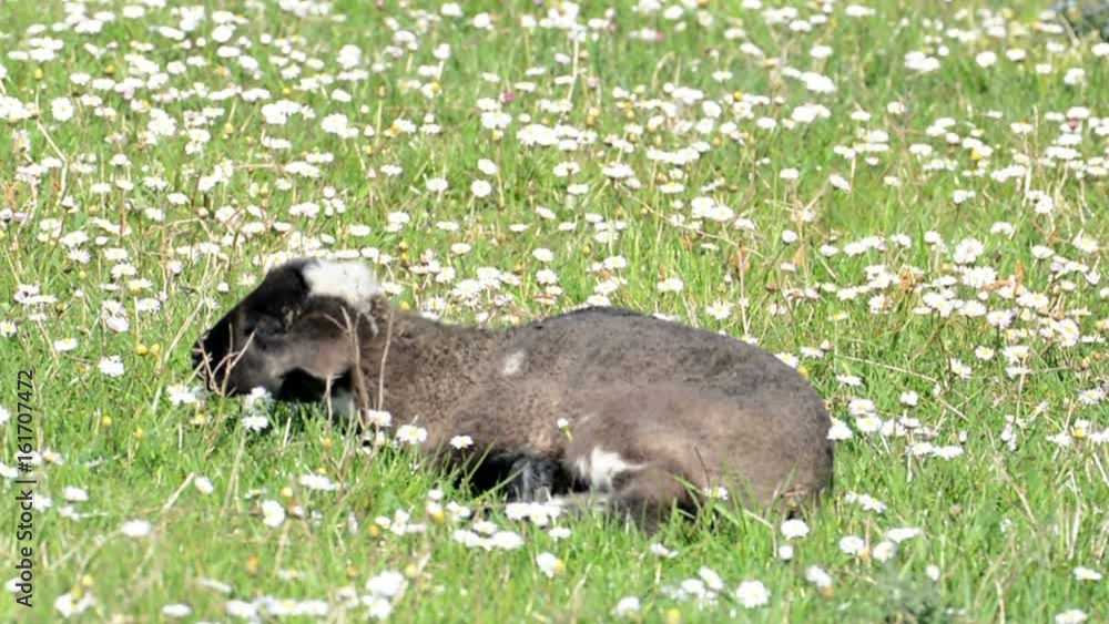 Sleepy baby sheep