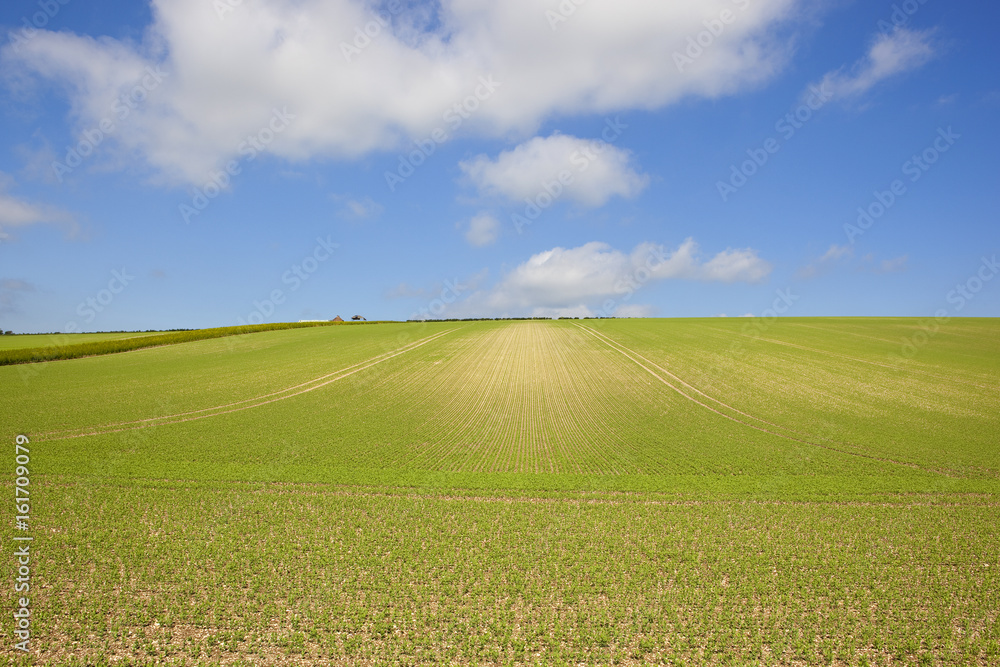 hillside pea field