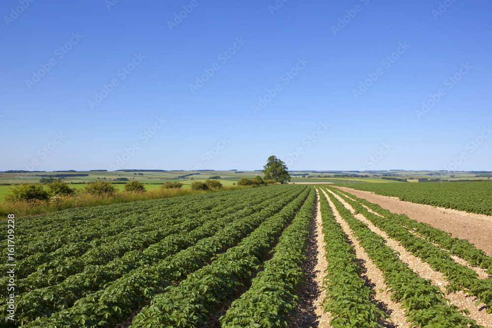 potato rows in summer