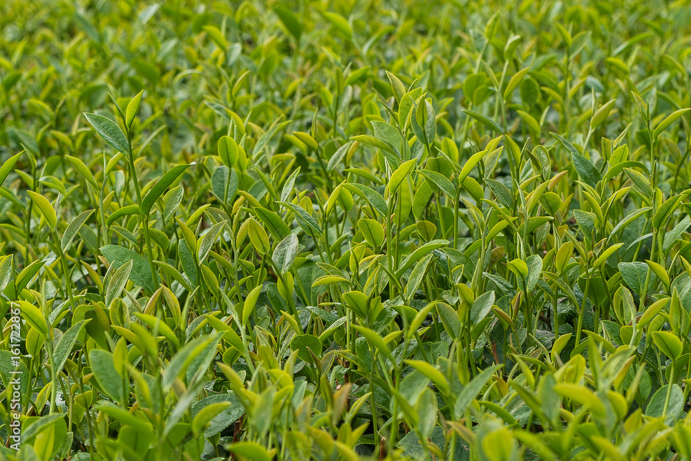 Young green tea leaves in the plantation ready to be picked up. Young green tea leaves in the plantation ready to be picked up.