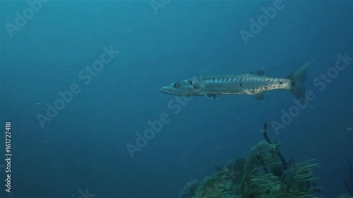 Wallpaper Mural Barracuda and other coral reef fish Torontodigital.ca