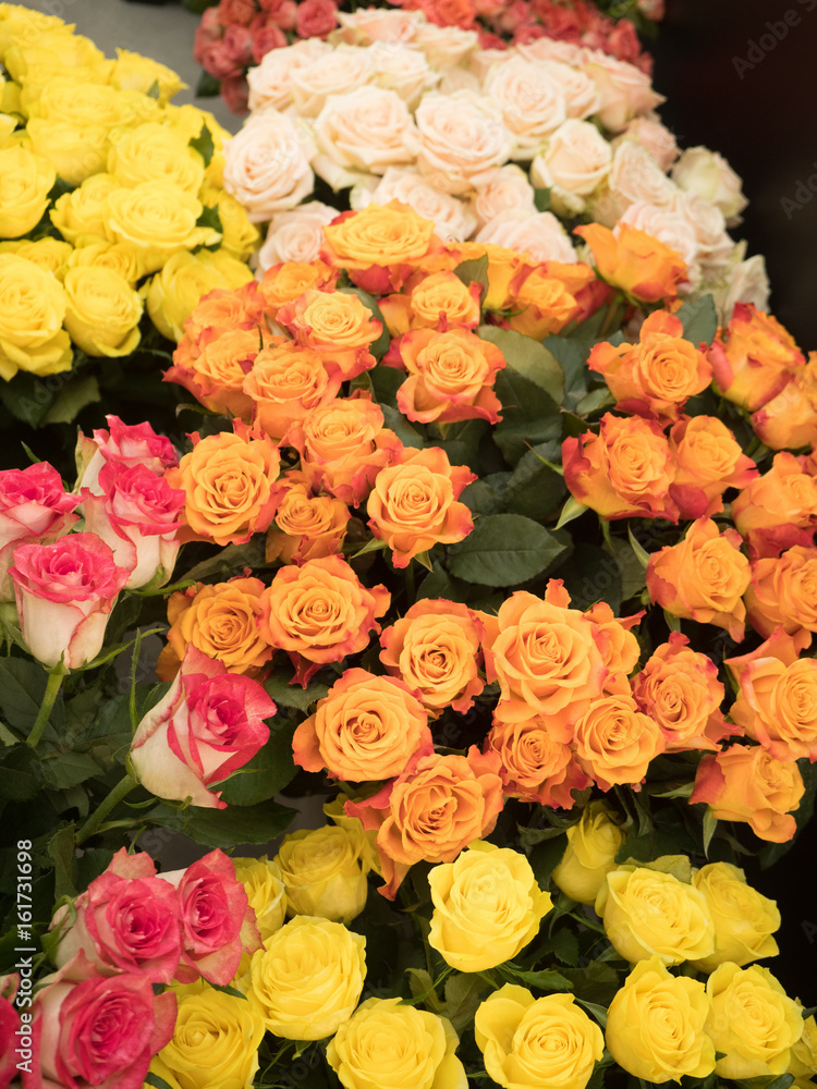 オレンジ色のバラ