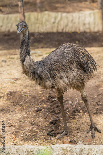 The emu is the second tallest bird in the world, only being exceeded in height by the ostrich. photo