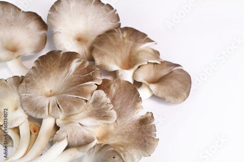 Indian Oyster, Phoenix Mushroom, Lung Oyster on wooden background